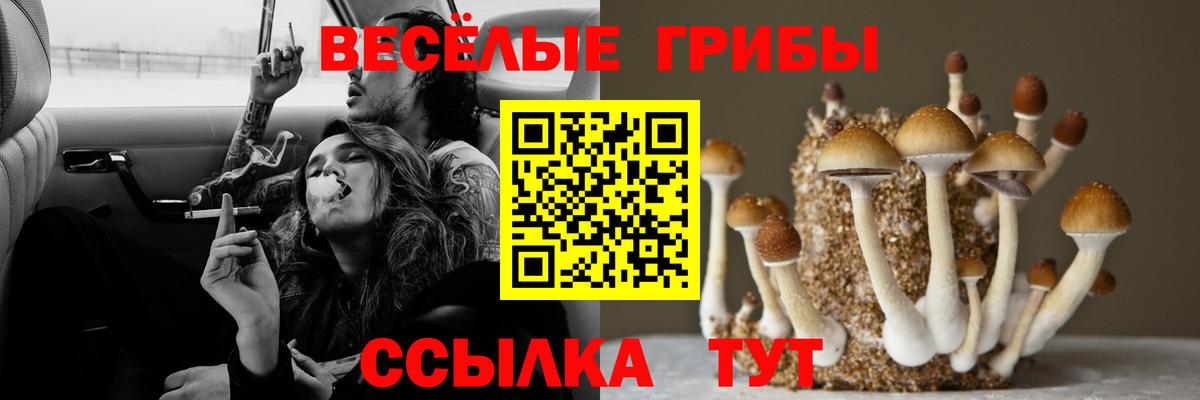 Костомукша  Псилоцибиновые грибы Cubensis  Вход с VPN  Псилоцибиновые грибы Cubensis 